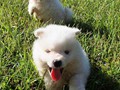 puppy-3