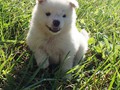 puppy-4