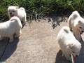 puppy-5