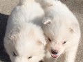 puppy-6