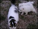 cat-gi~1