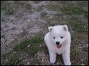 pups-5
