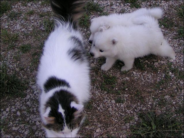 cat-gi~1.jpg