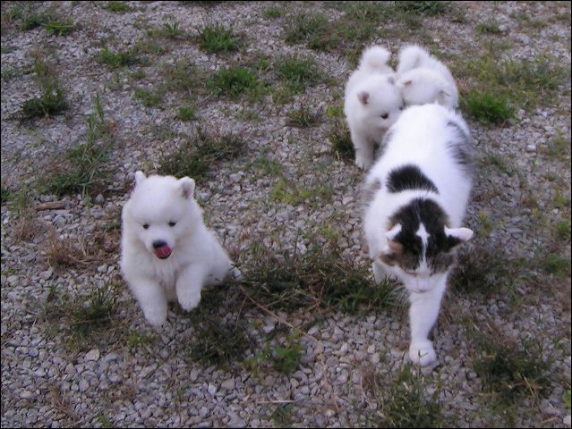 cat-pu~1.jpg