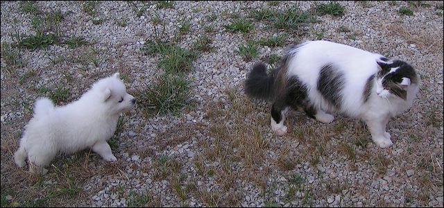 cat-pu~2.jpg