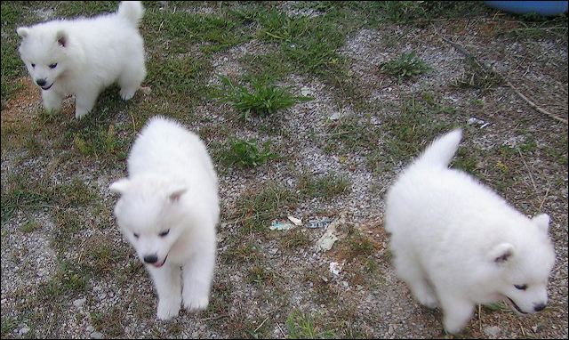 pups-2.jpg