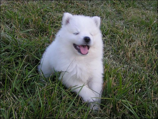 pups-4.jpg