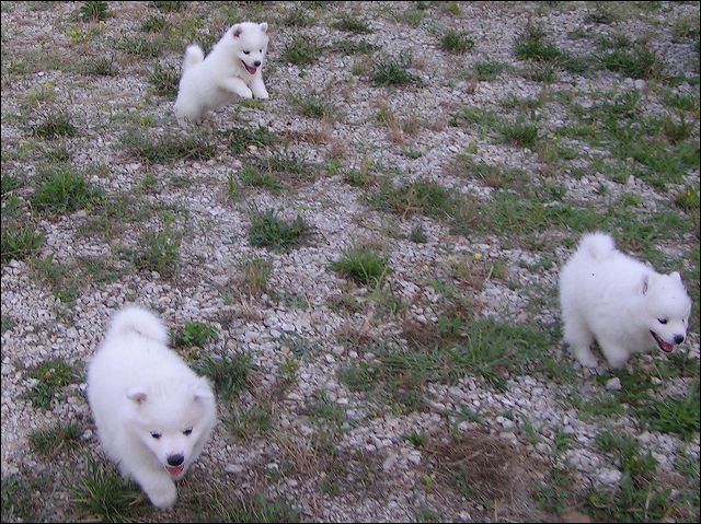 pups-6.jpg