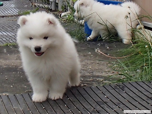 6wks-boy1