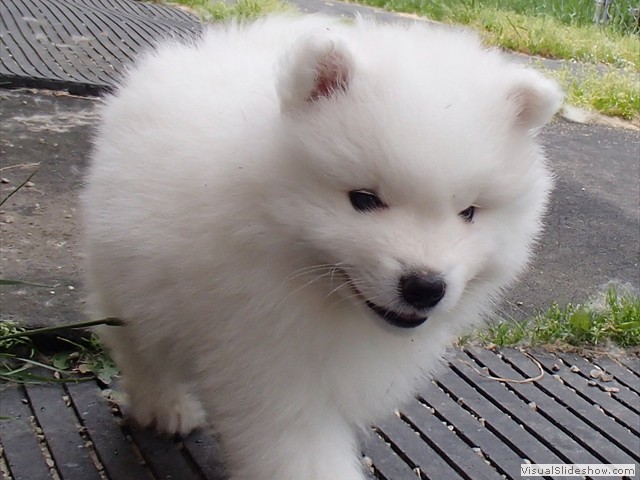 6wks-boy2