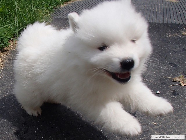 6wks-boy3