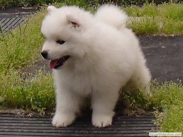 6wks-boy4