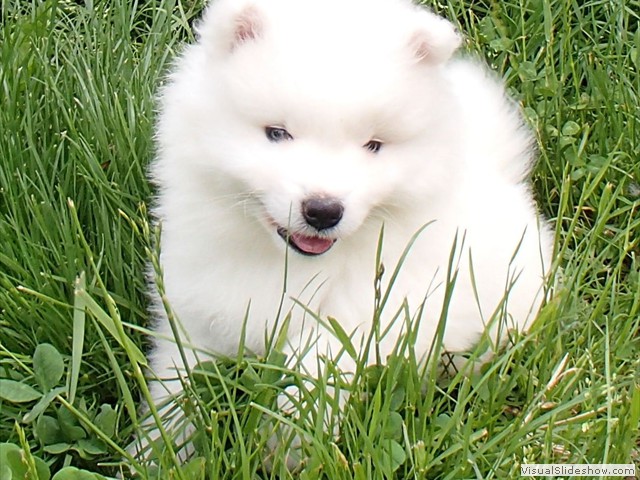 6wks-boy5