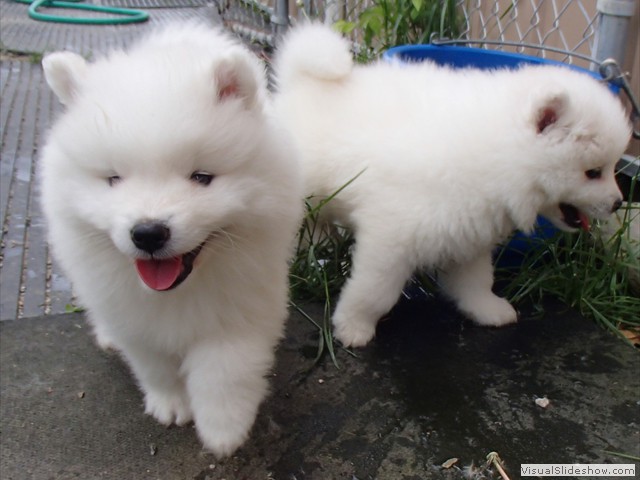 6wks-boy-girl2