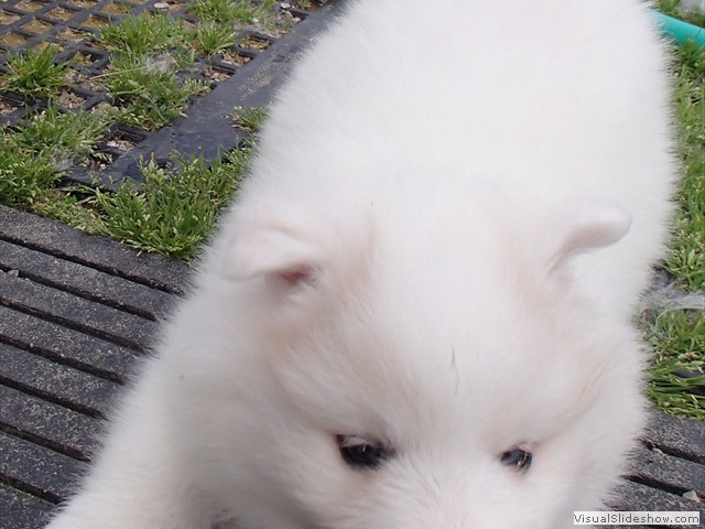 6wks-girl10