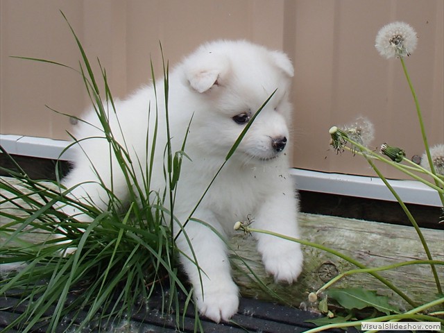 6wks-girl4