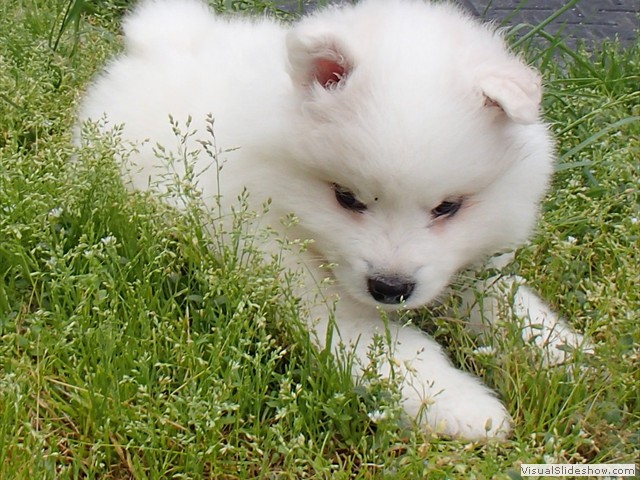 6wks-girl7