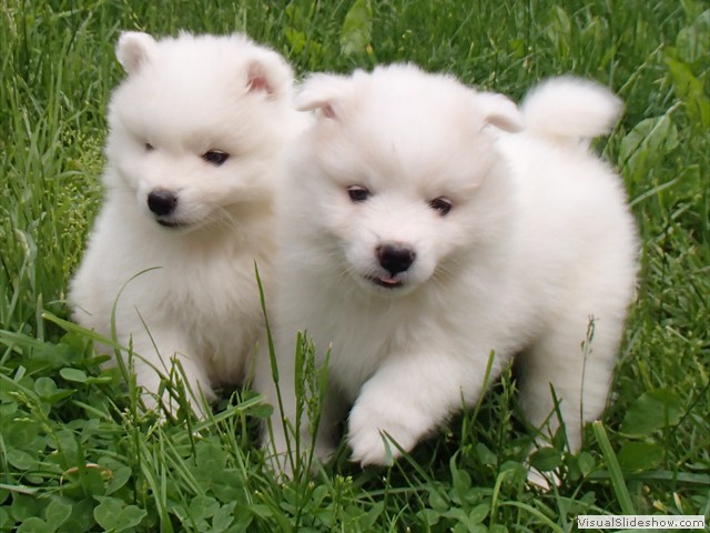 6wks-girls3