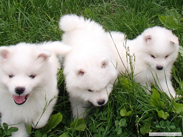 6wks-pups1