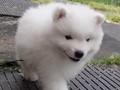 6wks-boy2