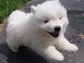 6wks-boy3
