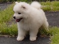 6wks-boy4