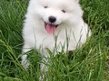 6wks-boy6