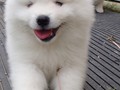 6wks-boy-7