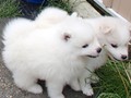 6wks-boy-girl