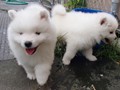 6wks-boy-girl2