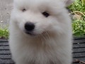 6wks-girl1