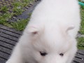6wks-girl10