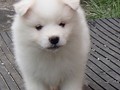 6wks-girl2