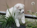 6wks-girl4
