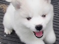 6wks-girl5