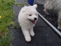 6wks-girl6