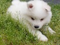 6wks-girl7