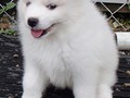 6wks-girl8