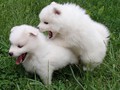 6wks-girls2