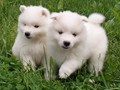 6wks-girls3
