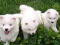 6wks-pups1