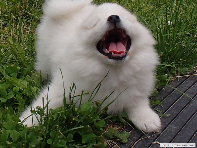 7wks-ARF!!