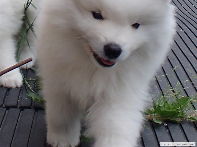7wks-boy1