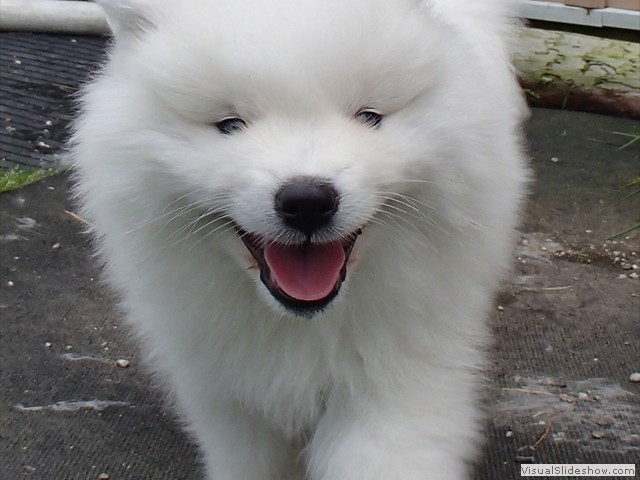 7wks-boy3
