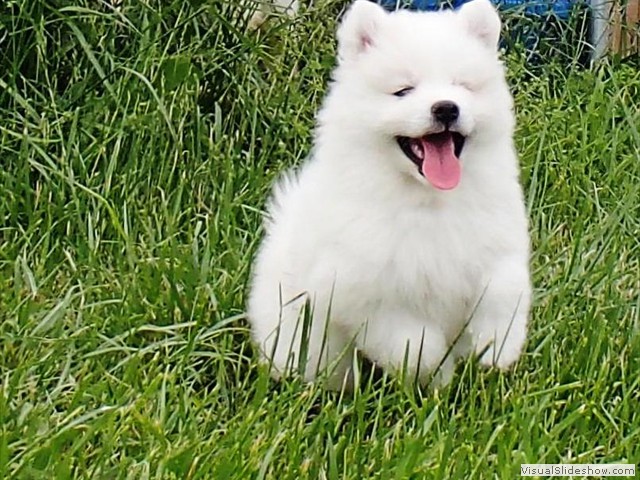 7wks-boy4