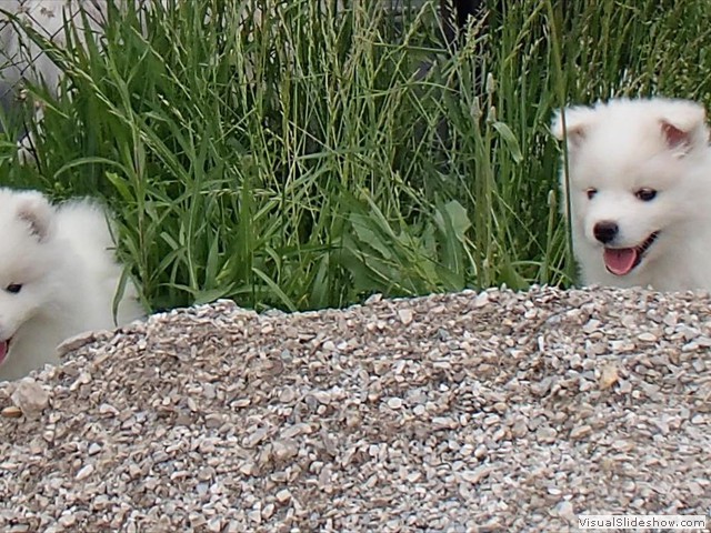 7wks-boy(l)-girl-(r)