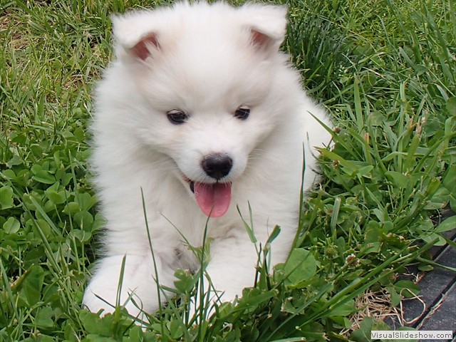 7wks-girl-1a