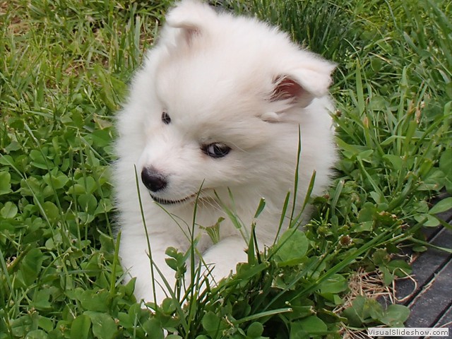 7wks-girl-1b