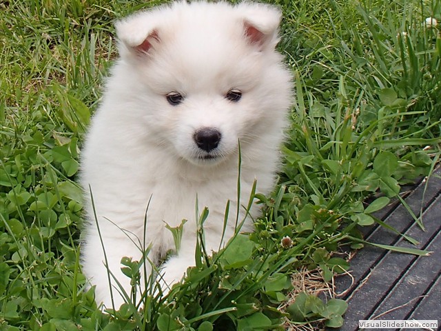 7wks-girl-1c