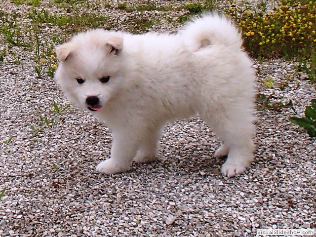 7wks-girl3